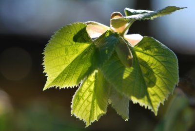 Tilia tomentosa - lípa stříbrná - jarní listy